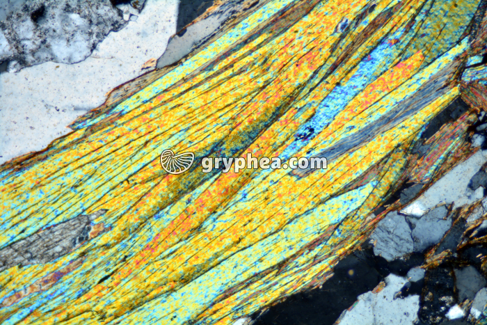 Micaschiste LPA x25 - gryphea.com